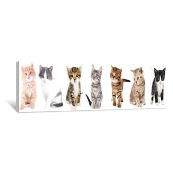 Image of Collage Of Cute Kittens On White Background Canvas Print