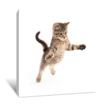 Image of Cute Tabby Kitten Jumping Canvas Print