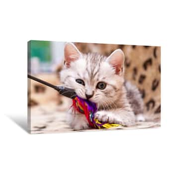 Image of Kitten Playing With Feather Wand - Small British Kitten Gray White Color Chews Cat Toy Looking At The Camera Close-up Canvas Print