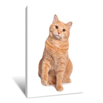 Image of Cute Red Yellow Pale Cat Sitting Isolated On White Background Canvas Print