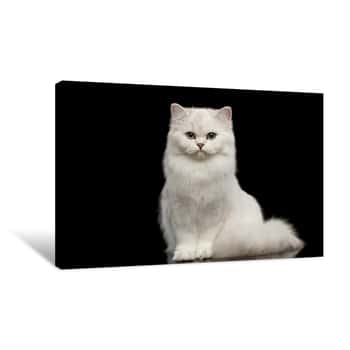 Image of Adorable British Breed Cat White Color With Blue Eyes, Sitting And Looking In Camera On Isolated Black Background, Front View Canvas Print