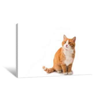 Image of Red Cat Isolated Canvas Print