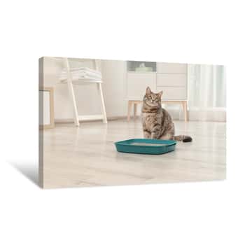 Image of Adorable Grey Cat Near Litter Box Indoors  Pet Care Canvas Print