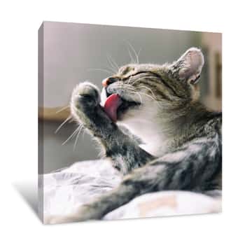Image of Tabby Cat Resting On A Couch Licking Paw Canvas Print