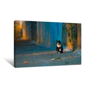 Image of Black And White Stray Cat Sitting Canvas Print