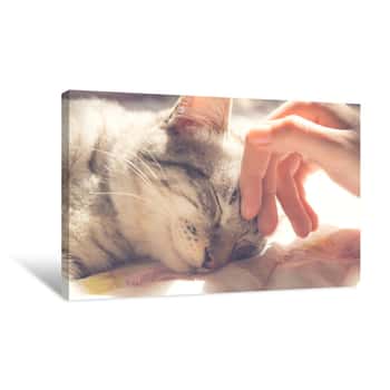 Image of Woman Hand Petting A Cat Head, Love To Animals, Vintage Photo Canvas Print