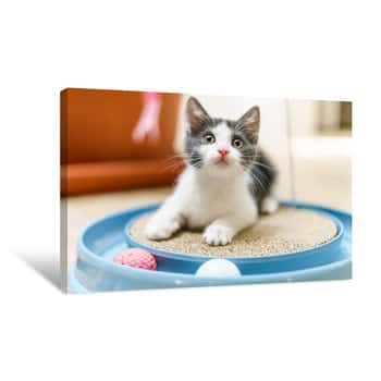 Image of Cute Baby Cat Playing At Home Canvas Print