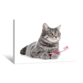 Image of Beautiful Gray Tabby Cat With Toothbrush On White Background Canvas Print