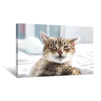 Image of Lazy Cat In Bed, Retro Style Canvas Print