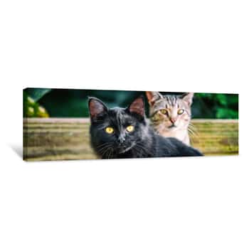 Image of Black Cat With Yellow Eyes Banners   Two Cute Cats Outside In Garden Looking  Panoramic Crop  House Pets Animals Canvas Print