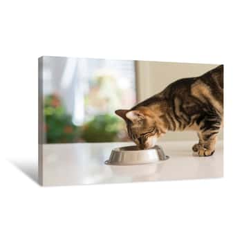 Image of Beautiful Feline Cat Eating On A Metal Bowl  Cute Domestic Animal Canvas Print