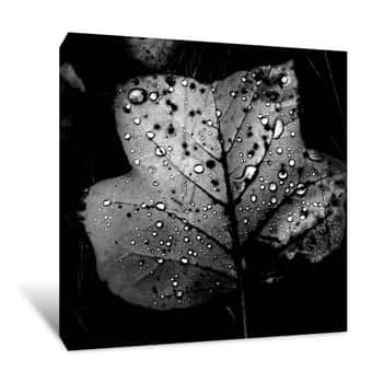 Image of Raindrops on a Leaf Grayscale Canvas Print
