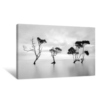 Image of Black and White Trio of Trees Canvas Print