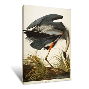 Image of Great Blue Heron Canvas Print