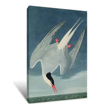 Image of Arctic Tern Canvas Print