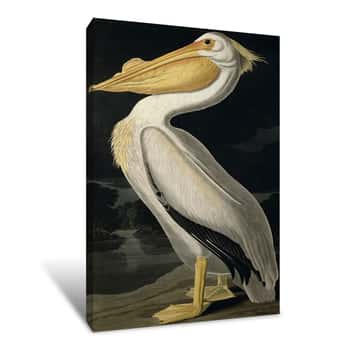 Image of American White Pelican Canvas Print