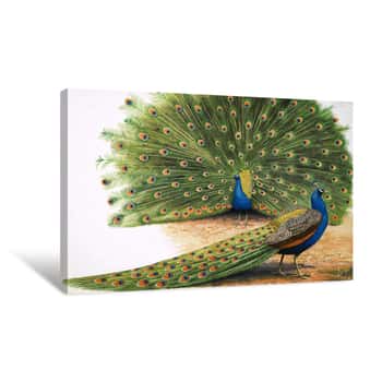 Image of Peacocks Canvas Print