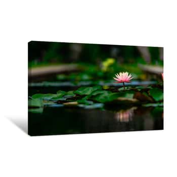 Image of The Lone Water Lily Canvas Print