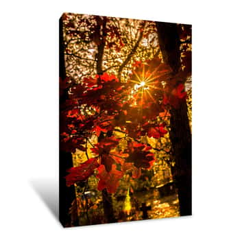 Image of A Glimpse of Sunlight Canvas Print