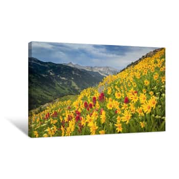 Image of Yellow Wildflowers In The Wasatch Mountains, Utah, USA Canvas Print