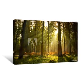 Image of Beautiful Forest Canvas Print