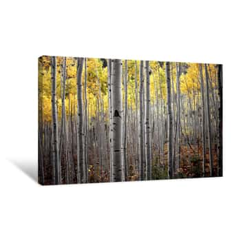 Image of Aspen Trees In Fall Canvas Print