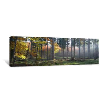 Image of Autumn Forest Canvas Print