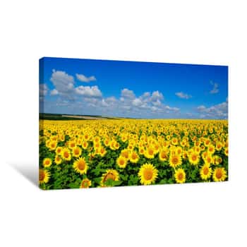 Image of Field Of Blooming Sunflowers Canvas Print