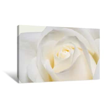 Image of White Rose Closeup Canvas Print