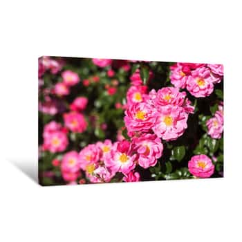 Image of Rose Tea Roses On Bush Canvas Print