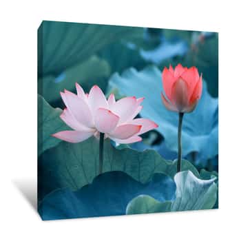 Image of Lotus Flower And Lotus Flower Plants Canvas Print