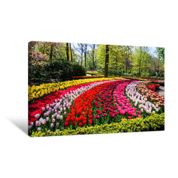 Image of Rows of Lovely Blooming Flowers In Keukenhof Park In Netherlands, Europe Canvas Print