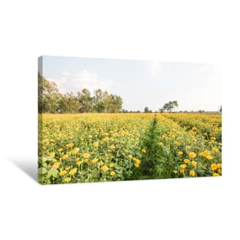 Image of Yellow Marigold Garden With Blue Sky Canvas Print