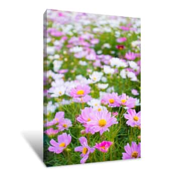 Image of A Beautiful Cosmos Flowers In Garden Canvas Print