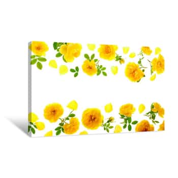 Image of Wild Yellow Rose Blooming Flower Isolated On A White Background With Copy Space For Your Text  Top View  Flat Lay Canvas Print
