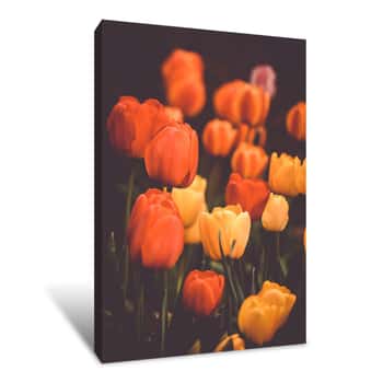 Image of Orange Tulips, Group Of Happy Flower Heads Canvas Print