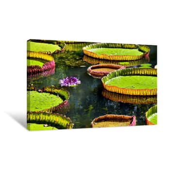 Image of Giant Water Lilies In Pamplemousses Garden, Mauritius Canvas Print