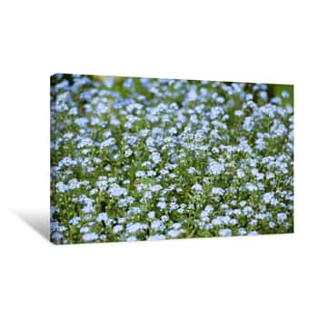 Image of Scorpion Grasses Blooming On The Garden In Early Spring Canvas Print