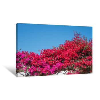 Image of Bougainvillea In Full Bloom During The Summer Season Canvas Print