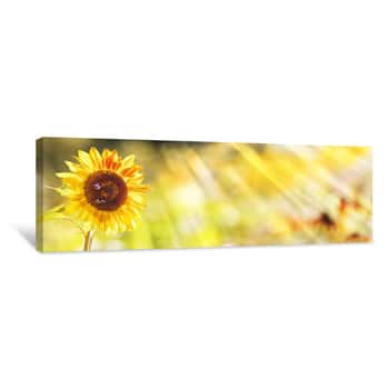 Image of Sunflower, Bumblebees, Summer Background Canvas Print