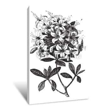 Image of Azalea Or Rhododendron Vintage Engraving Canvas Print