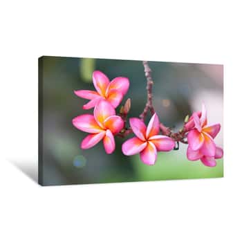 Image of Pink Plumeria On The Plumeria Tree, Frangipani Tropical Flowers Canvas Print
