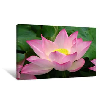 Image of Pink Lotus, West Lake, Hangzhou, China Canvas Print