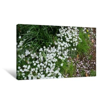 Image of Many Star Shaped Small White Flowers In A Corner Of Park In Spring Canvas Print