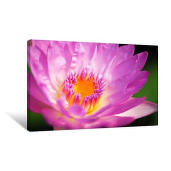Image of Close Up Texture Of Beautiful Blooming Petal Lotus Flower Background Canvas Print