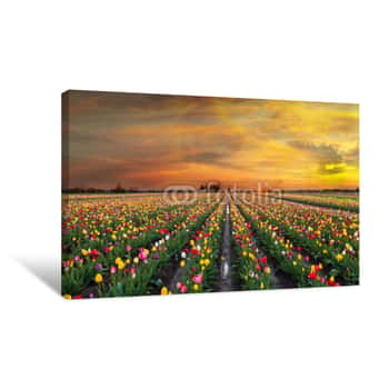 Image of Sunset At Tulip Fields In Bloom In Oregon Spring Season Canvas Print