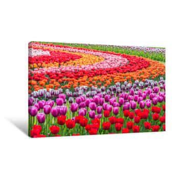 Image of Tulips In A Field Garden Arranged In A Pattern Of Concentric Circles Of Varying Colors  Shallow Depth Of Field Canvas Print
