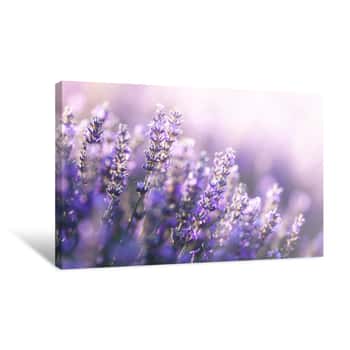 Image of Close-up View Of Lavender In Provence, France Canvas Print