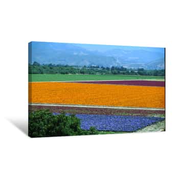 Image of Lompoc Flowers Canvas Print