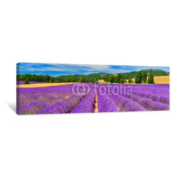 Image of Panorama Of Lavender Field Canvas Print